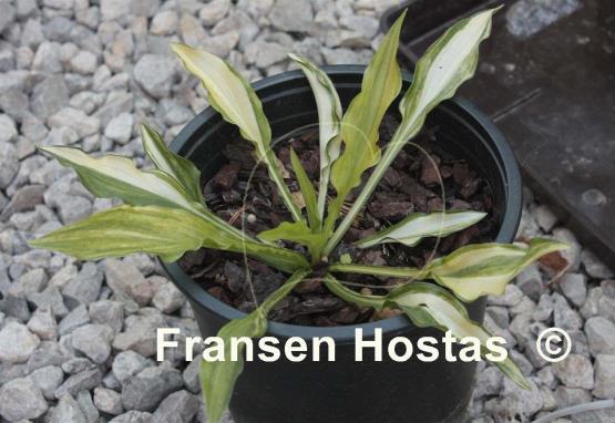 Hosta Little Jim